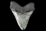 Fossil Megalodon Tooth - North Carolina #119418-2